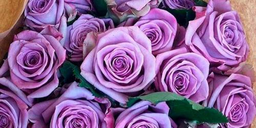 Бордовые розы и темно-красные. Купить бордовую розу. Бордовая роза цена. 12