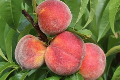 Персик солнышко описание сорта. Самые лучшие сорта персиков с фото и описанием