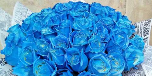 Бордовые розы и темно-красные. Купить бордовую розу. Бордовая роза цена. 08