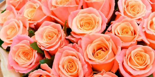 Бордовые розы и темно-красные. Купить бордовую розу. Бордовая роза цена. 09