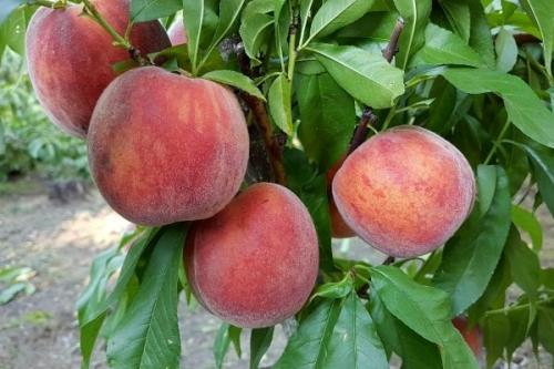Персик солнышко описание сорта. Самые лучшие сорта персиков с фото и описанием