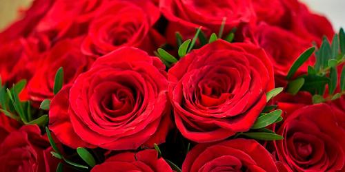 Бордовые розы и темно-красные. Купить бордовую розу. Бордовая роза цена. 02