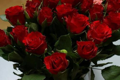 Ярко-красные розы. Характеристика красных роз
