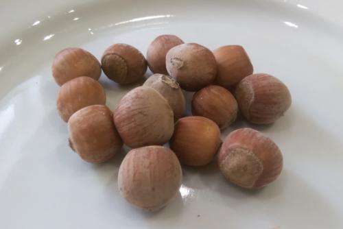 Как пересадить каштан которому 5 лет. Можно ли в домашних условиях 09 Как пересадить каштан которому 5 лет. Можно ли в домашних условиях 09