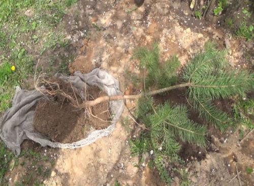 Пересадка деревьев из леса. Как выбрать и выкопать саженец