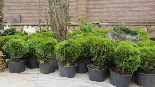 Пересадка деревьев осенью. Плюсы и минусы осенней посадки