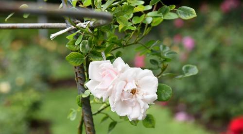 Лучшие сорта роз по цветам. Виды и сорта роз: фото, названия и описания (каталог) 25 Лучшие сорта роз по цветам. Виды и сорта роз: фото, названия и описания (каталог) 25