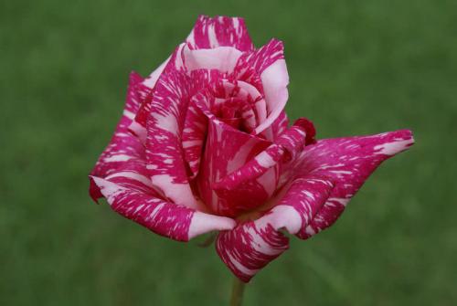 Сорта роз удивительного цвета. Сорта роз необычной окраски 02