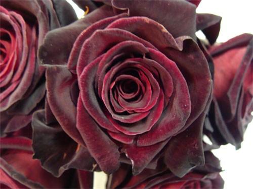 Сорта роз по цвету. Лучшие сорта роз по цветам