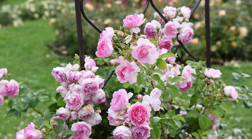 Лучшие сорта роз по цветам. Виды и сорта роз: фото, названия и описания (каталог) 26 Лучшие сорта роз по цветам. Виды и сорта роз: фото, названия и описания (каталог) 26