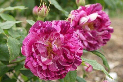 Лучшие сорта роз по цветам. Виды и сорта роз: фото, названия и описания (каталог)