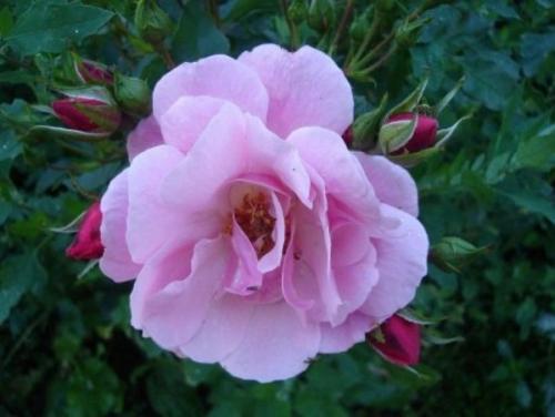 Как определить сорт розы. Популярные сорта роз для средней полосы (60 фото с описанием)