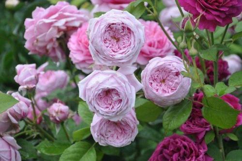 Лучшие сорта роз по цветам. Виды и сорта роз: фото, названия и описания (каталог)