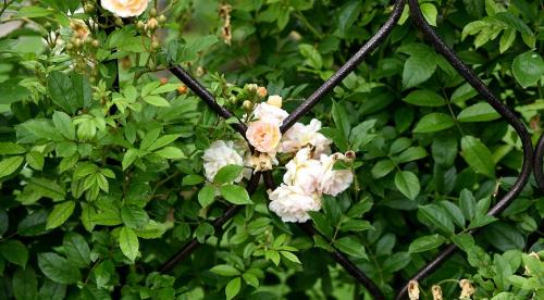 Лучшие сорта роз по цветам. Виды и сорта роз: фото, названия и описания (каталог) 20 Лучшие сорта роз по цветам. Виды и сорта роз: фото, названия и описания (каталог) 20