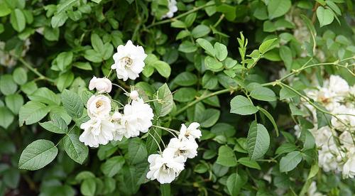 Лучшие сорта роз по цветам. Виды и сорта роз: фото, названия и описания (каталог) 22 Лучшие сорта роз по цветам. Виды и сорта роз: фото, названия и описания (каталог) 22