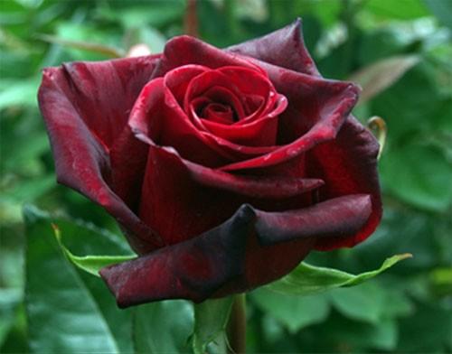 Сорта роз по цвету. Лучшие сорта роз по цветам