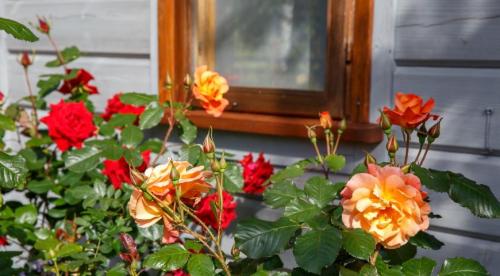 Сорта роз удивительного цвета. Сорта роз необычной окраски 05