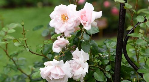 Лучшие сорта роз по цветам. Виды и сорта роз: фото, названия и описания (каталог) 23 Лучшие сорта роз по цветам. Виды и сорта роз: фото, названия и описания (каталог) 23