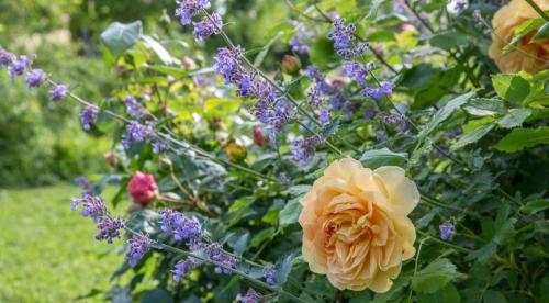 Сорта роз удивительного цвета. Сорта роз необычной окраски 07