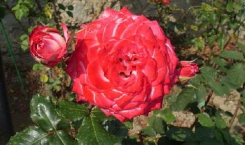 Виды роз для букетов. Розы (39 фото): Сорта роз с фото и названиями сорта