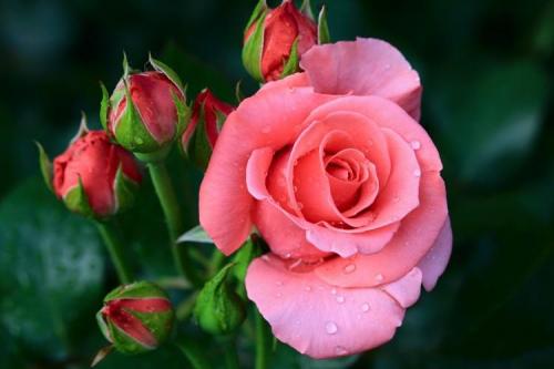 Лучшие сорта роз по цветам. Виды и сорта роз: фото, названия и описания (каталог)