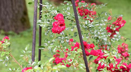 Лучшие сорта роз по цветам. Виды и сорта роз: фото, названия и описания (каталог) 19 Лучшие сорта роз по цветам. Виды и сорта роз: фото, названия и описания (каталог) 19