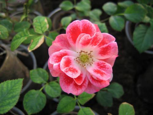 Сорта роз удивительного цвета. Сорта роз необычной окраски 03