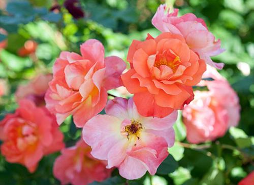 Сорта роз удивительного цвета. Сорта роз необычной окраски 06