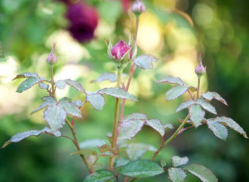 Сорта роз удивительного цвета. Сорта роз необычной окраски 08