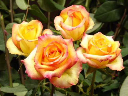 Сорта роз удивительного цвета. Сорта роз необычной окраски 15