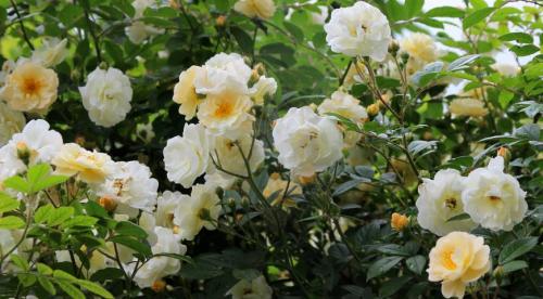 Сорта роз удивительного цвета. Сорта роз необычной окраски 09