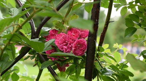 Лучшие сорта роз по цветам. Виды и сорта роз: фото, названия и описания (каталог) 18 Лучшие сорта роз по цветам. Виды и сорта роз: фото, названия и описания (каталог) 18