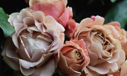 Сорта роз удивительного цвета. Сорта роз необычной окраски 16