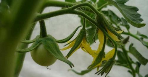 В каком месте лучше вносить навоз для томатов