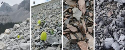 Какие экологические проблемы могут возникать при использовании дикорастущих растений в сельском хозяйстве