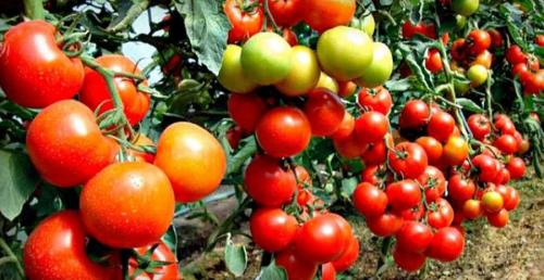 В каком месте лучше вносить навоз для томатов