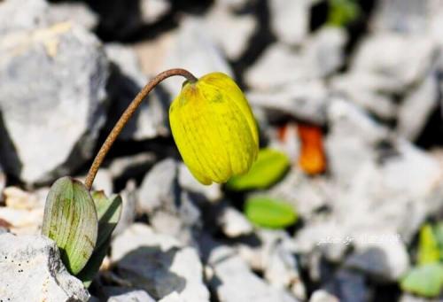 Какие экологические проблемы могут возникать при использовании дикорастущих растений в сельском хозяйстве