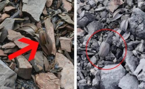 Какие экологические проблемы могут возникать при использовании дикорастущих растений в сельском хозяйстве