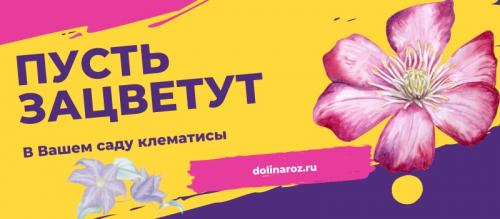 Саженцы роз коричневого цвета. Какие виды саженцев роз доступны на продажу в питомнике? 01