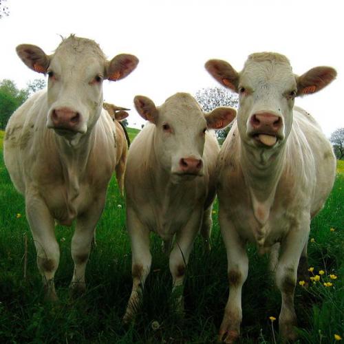 Свежий коровий навоз применение. Как приготовить удобрение из коровьего навоза