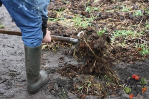 Что можно удобрять навозом в разные времена года. В каком виде применяется? 11
