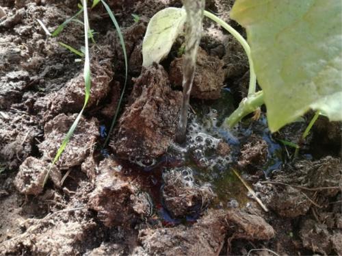 Что можно удобрять навозом в разные времена года. В каком виде применяется? 10