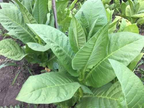 Как сушить табак. Выжелчивание (томление) табака