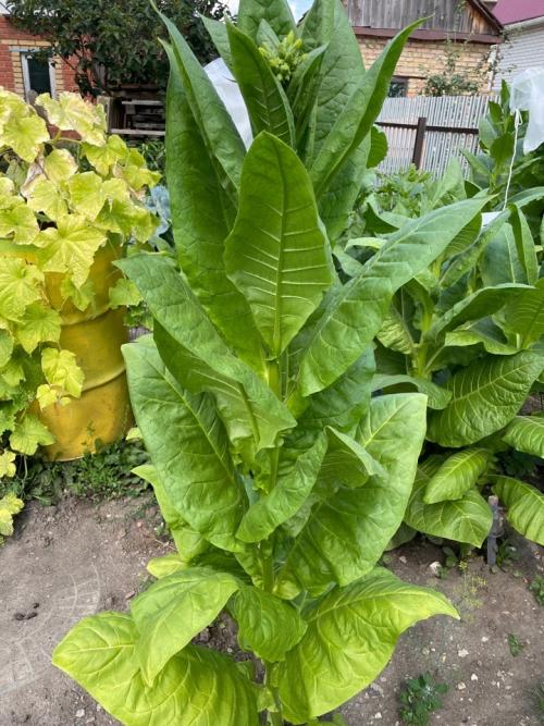 Когда срезать курительный табак. Можно ли выращивать табак на своём участке в России?