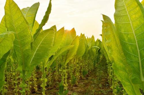 Когда срезать курительный табак. Можно ли выращивать табак на своём участке в России? 02