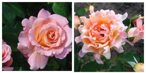 Обильно цветущие розы флорибунда. Роза Флорибунда: пышное цветение с весны до заморозков