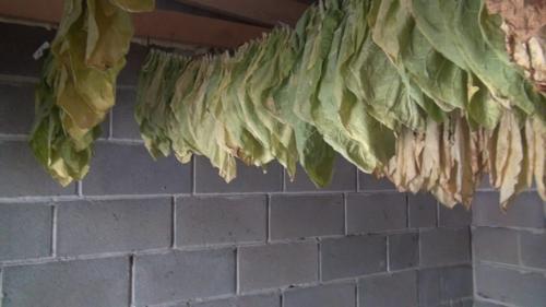 Как сушить табак. Выжелчивание (томление) табака