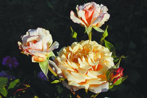 7 сортов персиковых и абрикосовых роз для дачного участка. Дитя Востока. Какие сорта «абрикосовых» роз существуют