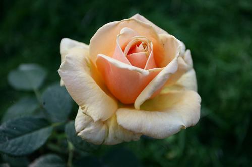 7 сортов персиковых и абрикосовых роз для дачного участка. Дитя Востока. Какие сорта «абрикосовых» роз существуют