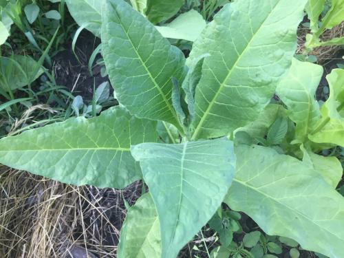 Как сушить табак. Выжелчивание (томление) табака